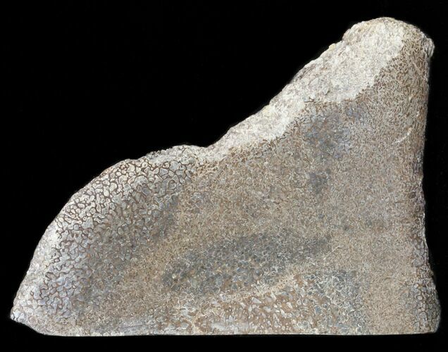 Polished Pliosaur (Liopleurodon) Bone - England #40929